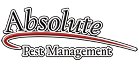 Pest Control Chelmsford